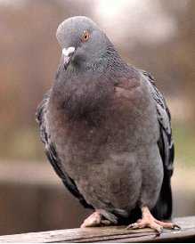 Common pigeon