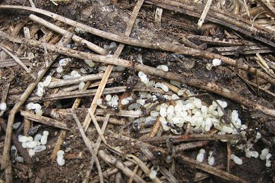 Ant eggs