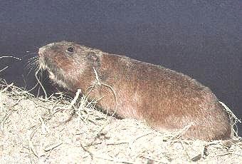 Pocket gopher