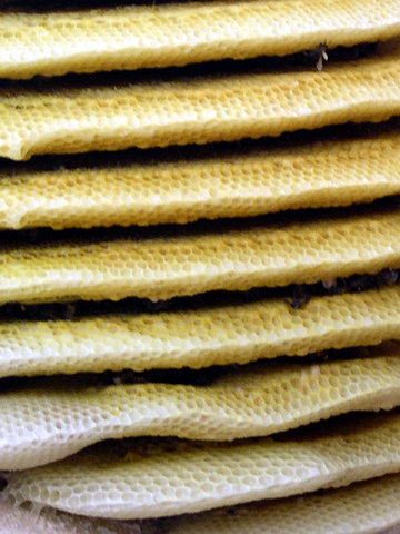 11after the bees were killed.jpg