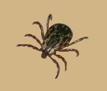 Ticks