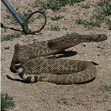 Crotalus atrox - Western Diamondback