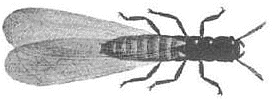 Termite