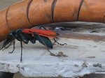 Spider Wasp