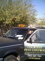 Bee swarm in the tree over truck.