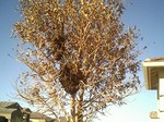 Bee swarm split into two balls. Most of the time they group into one.