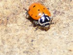 Ladybug