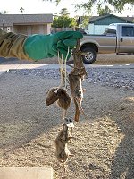 Another good day of gopher trapping.