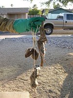 Another good day of gopher trapping.