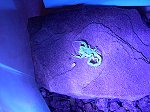 Bark Scorpion under UV light.