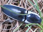 Apache Click Beetle or Skunk Stripe Click Beetle