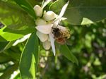 Bees foraging.