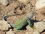 Collard lizard